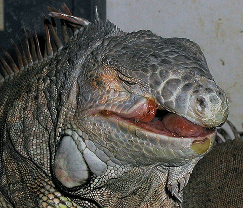 Mouth Rot In Iguanas 5